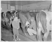 Man milking cow